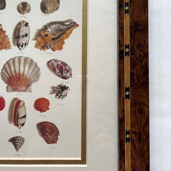 Framed Shell Print - Picture 5 of 7